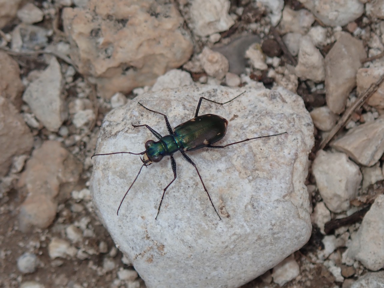 Cicindela laetipennis Cicindela laetipennis